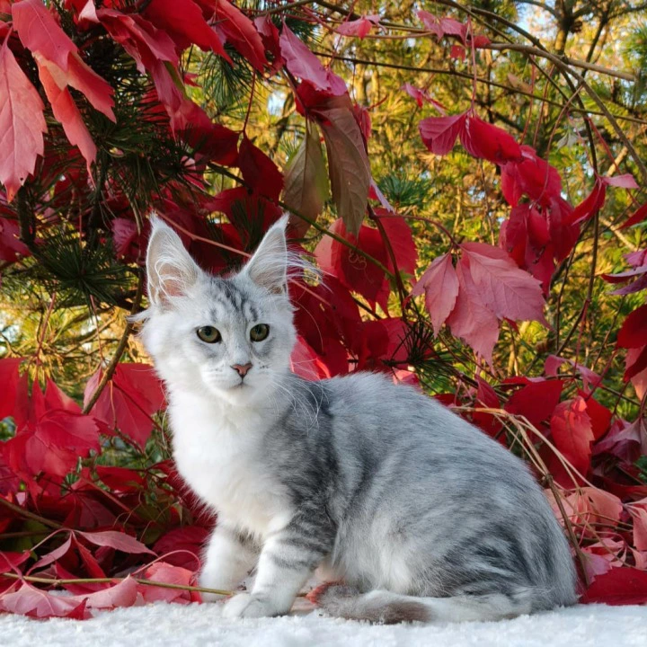 Nikoletta Maine Coon Kittens | Kitten for sale. 