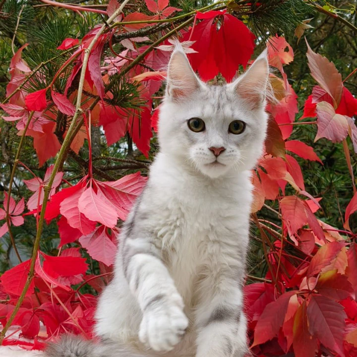 Nemo Maine Coon Kittens | Large selection of kittens. 