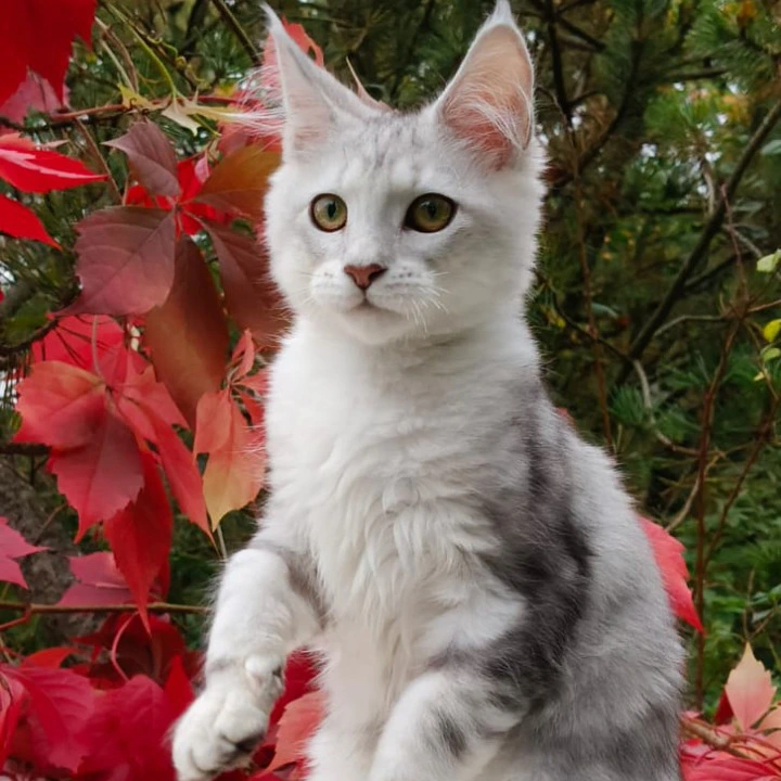 Nemo Maine Coon Kittens | Large selection of kittens. 