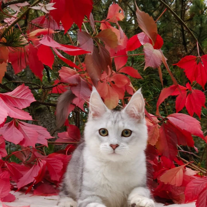 Nemo Maine Coon Kittens | Large selection of kittens. 