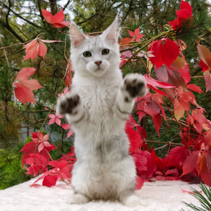 Nemo Maine Coon Kittens | Large selection of kittens. 