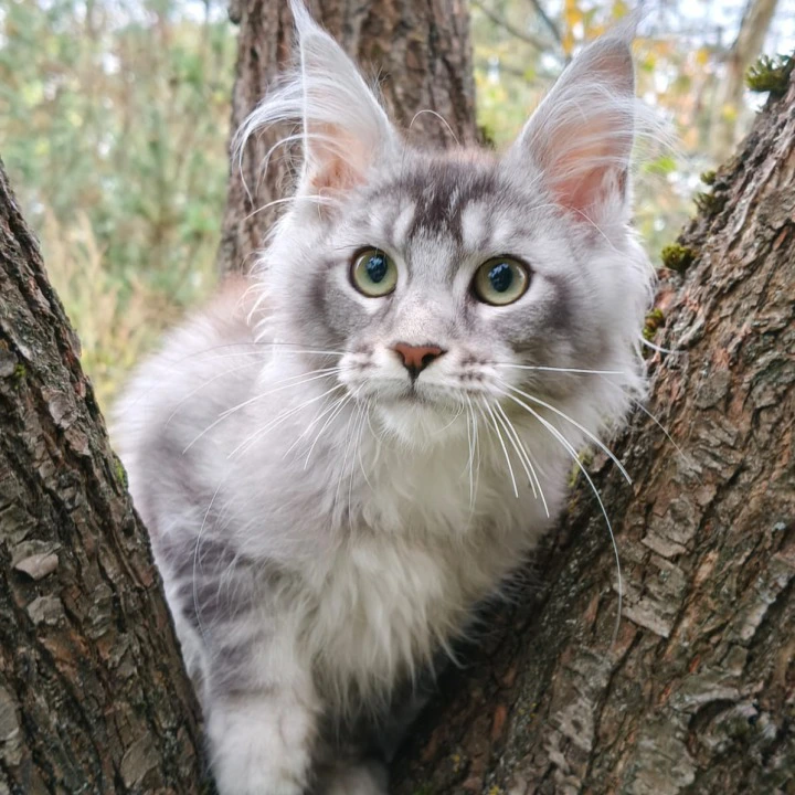 Nelly Maine Coon Kittens | Kittens for sale. 