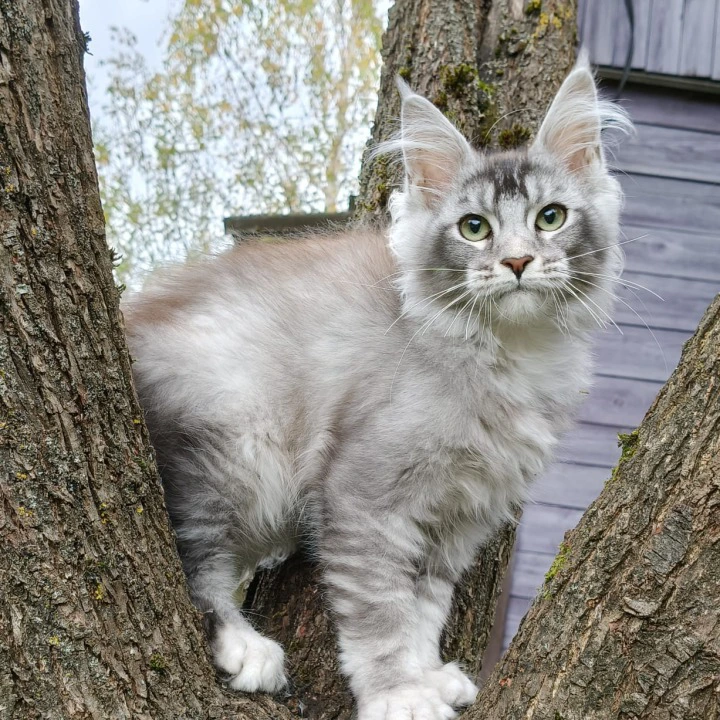 Nelly Maine Coon Kittens | Kittens for sale. 