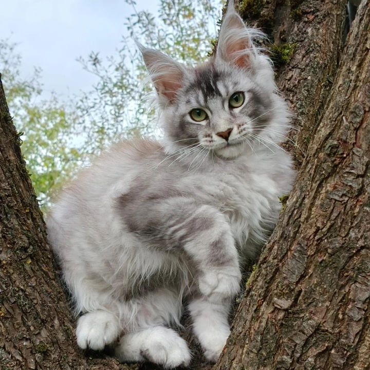 Nelly Maine Coon Kittens | Kittens for sale. 