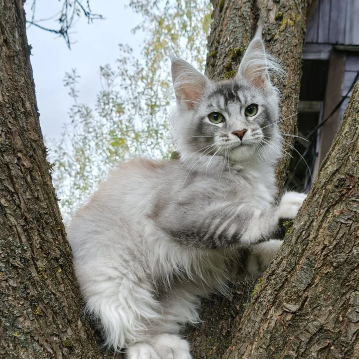 Nelly Maine Coon Kittens | Kittens for sale. 