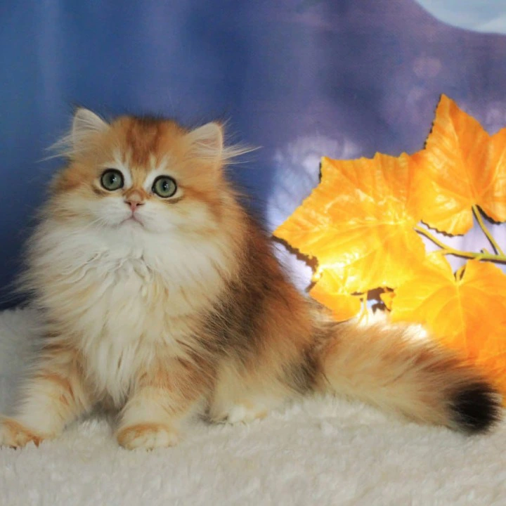 Elada Longhair British Shorthair Kittens | Kitten for sale. 