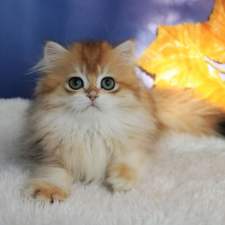 Elada Longhair British Shorthair Kittens | Kitten for sale. 