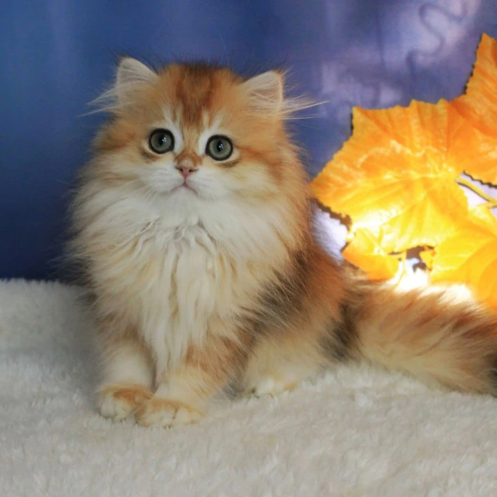 Elada Longhair British Shorthair Kittens | Kitten for sale. 