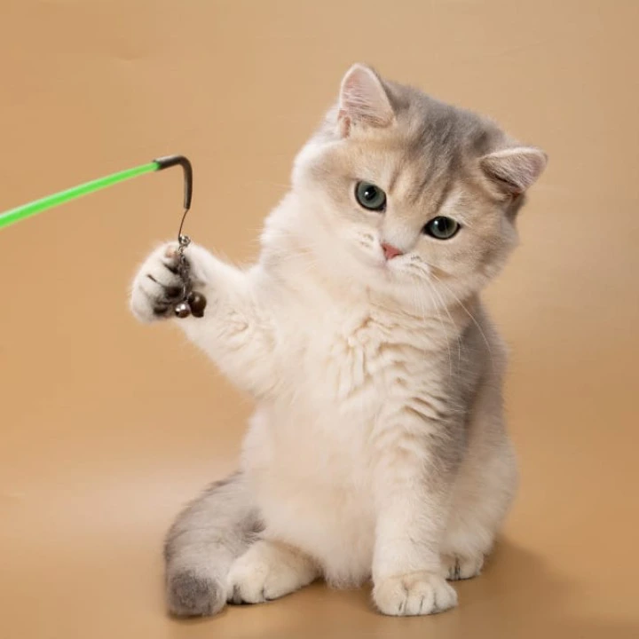 Rafaela British Shorthair Kittens | Kittens for sale. 