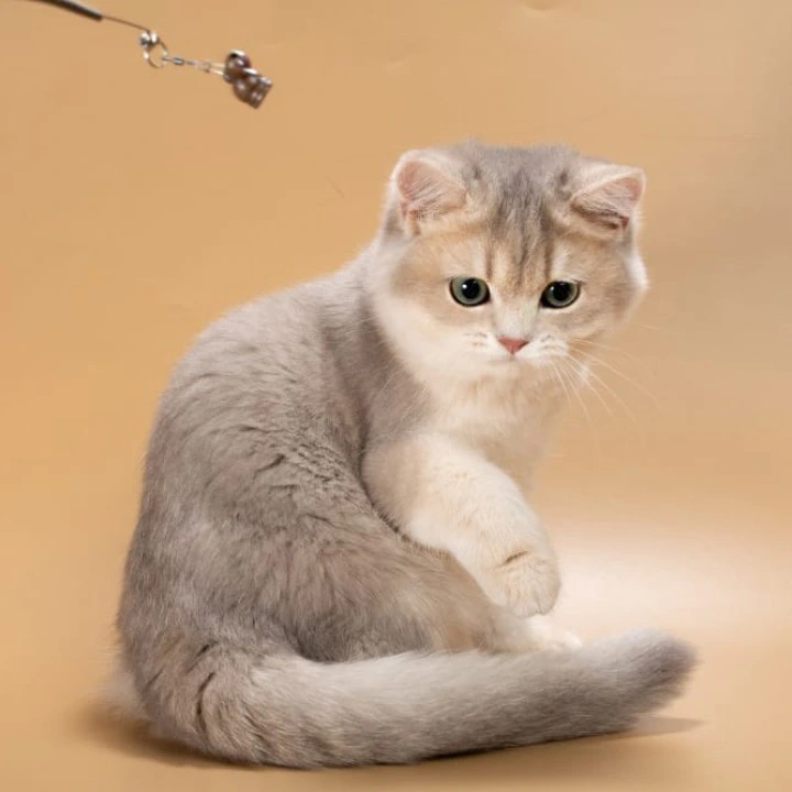 Rafaela British Shorthair Kittens | Kittens for sale. 
