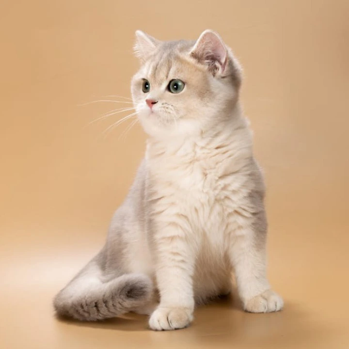 Rafaela British Shorthair Kittens | Kittens for sale. 