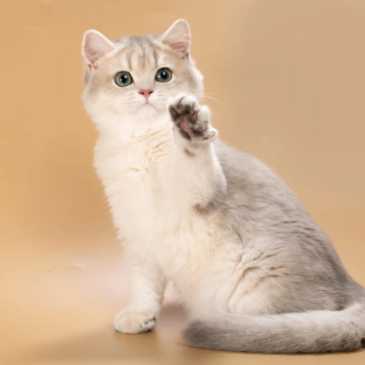 Rafaela British Shorthair Kittens | Kittens for sale. 