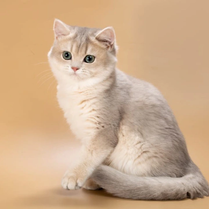 Rafaela British Shorthair Kittens | Kittens for sale. 