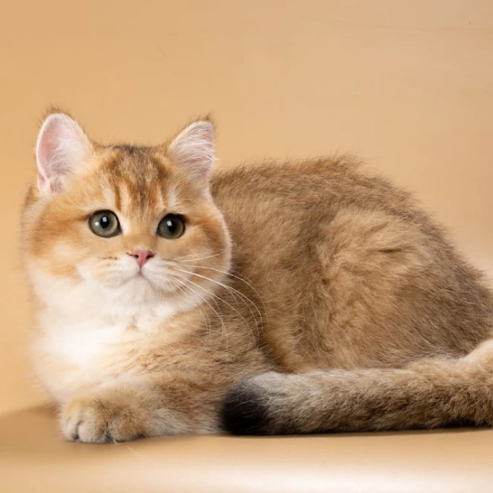 Renata British Shorthair Kittens | Large selection of kittens. 