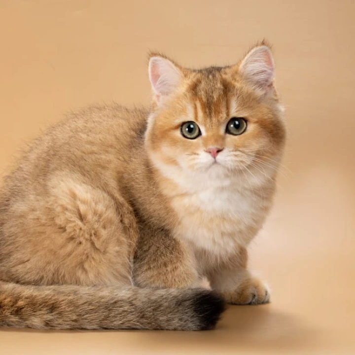 Renata British Shorthair Kittens | Large selection of kittens. 