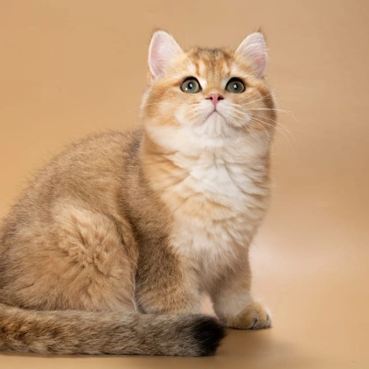 Renata British Shorthair Kittens | Large selection of kittens. 