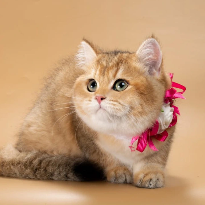 Renata British Shorthair Kittens | Large selection of kittens. 