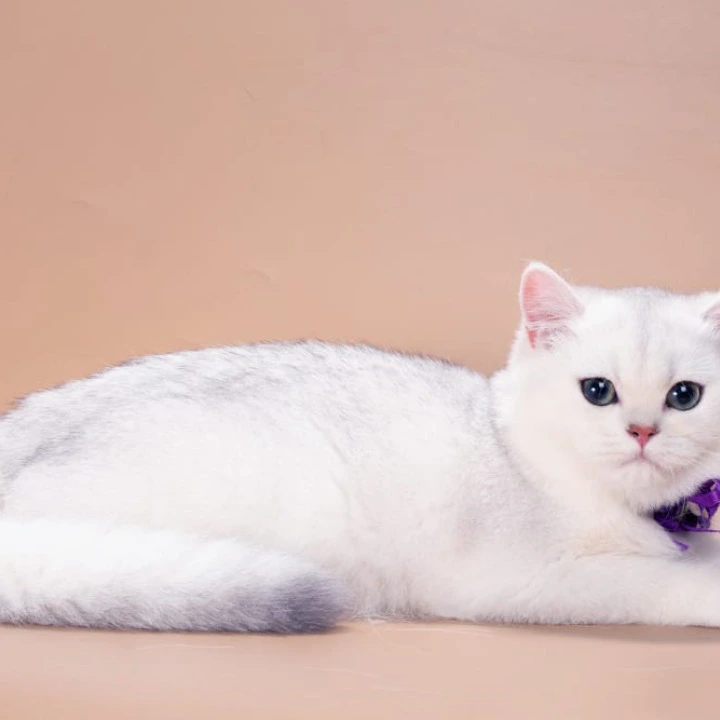 Queena British Shorthair Kittens | Kitten for sale. 
