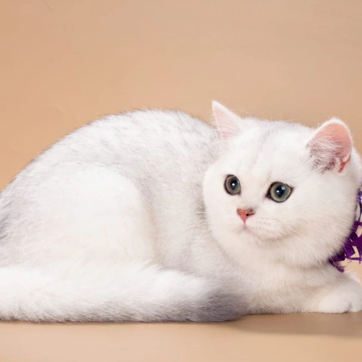 Queena British Shorthair Kittens | Kitten for sale. 