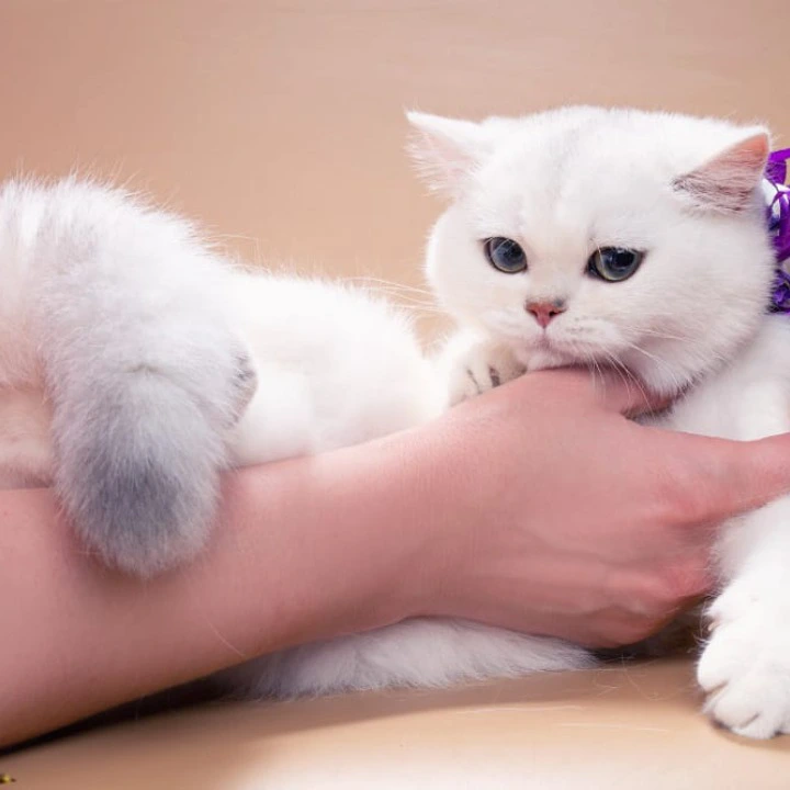 Queena British Shorthair Kittens | Kitten for sale. 