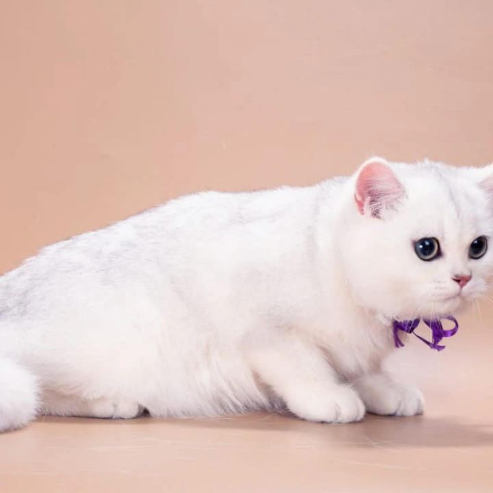 Queena British Shorthair Kittens | Kitten for sale. 