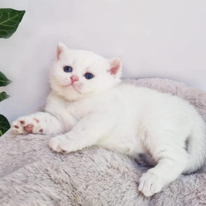 Elia British Shorthair Kittens | Buy a kitten. 