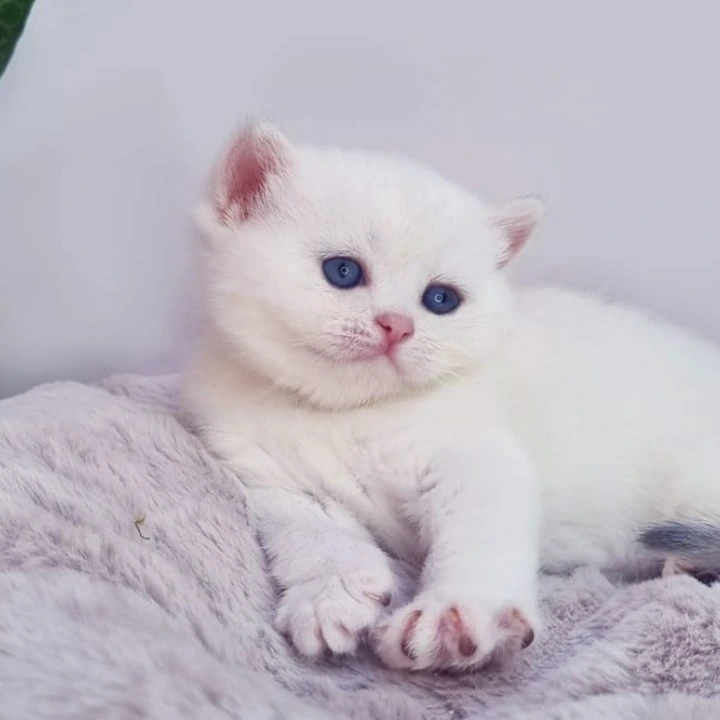 Elia British Shorthair Kittens | Buy a kitten. 