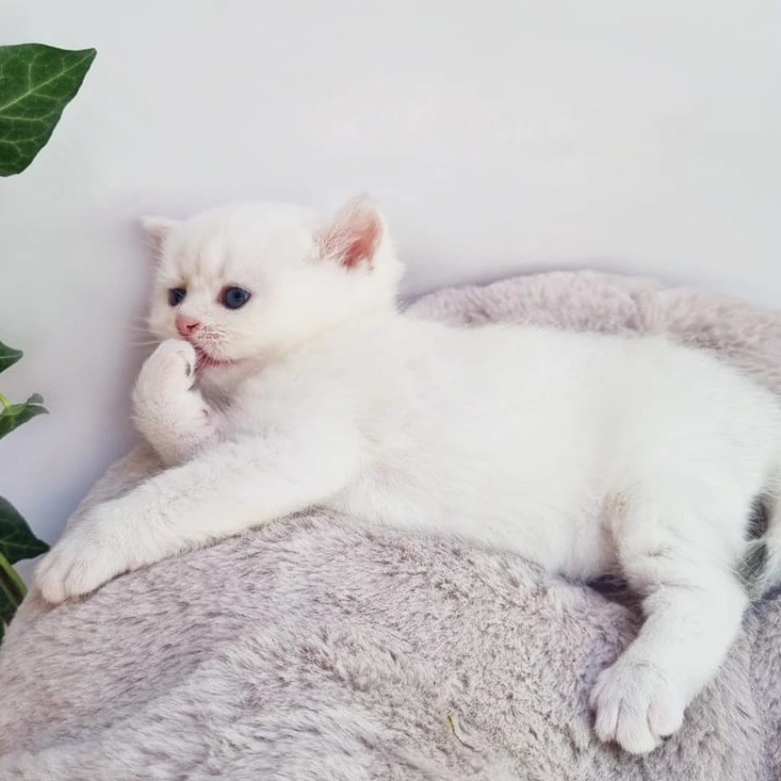 Elia British Shorthair Kittens | Buy a kitten. 