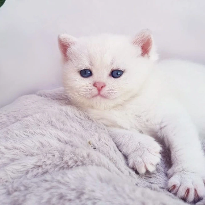 Elia British Shorthair Kittens | Buy a kitten. 