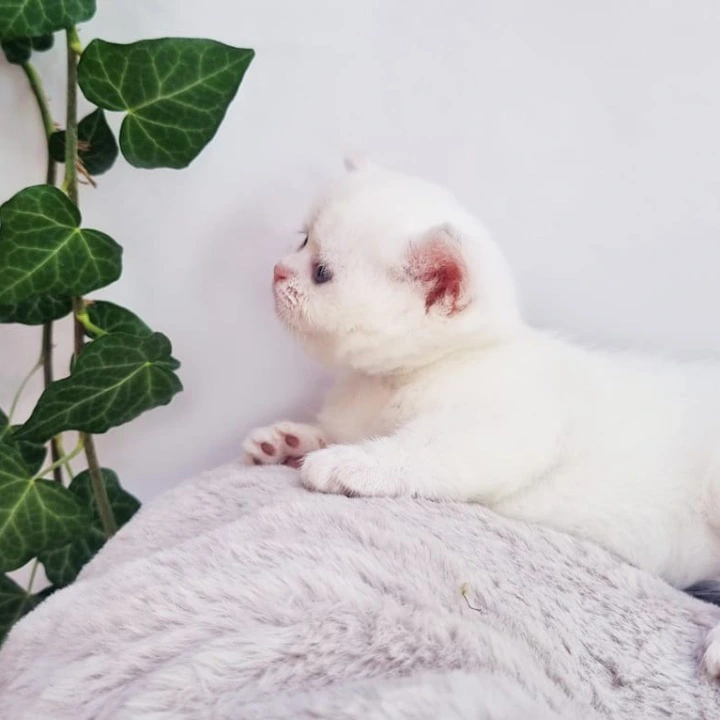 Eddy British Shorthair Kittens | Kitten for sale. 