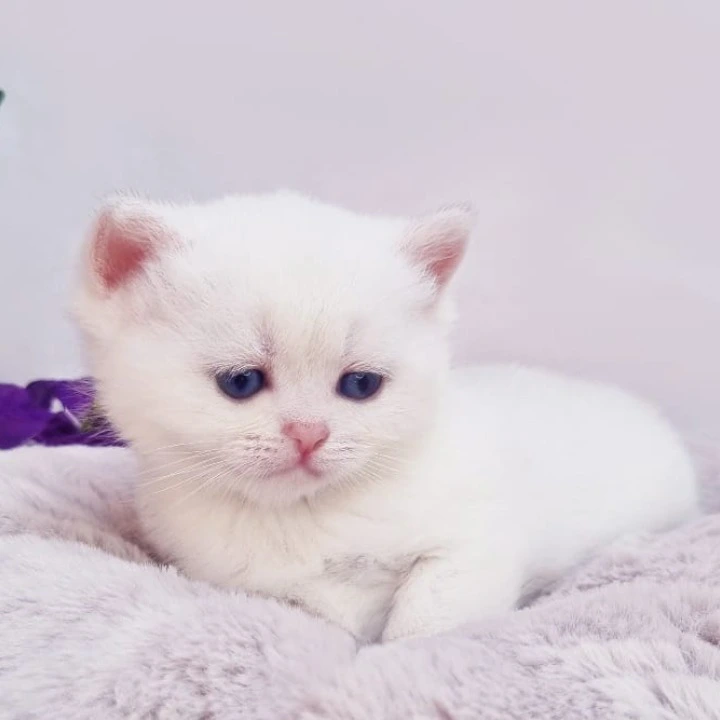 Eddy British Shorthair Kittens | Kitten for sale. 