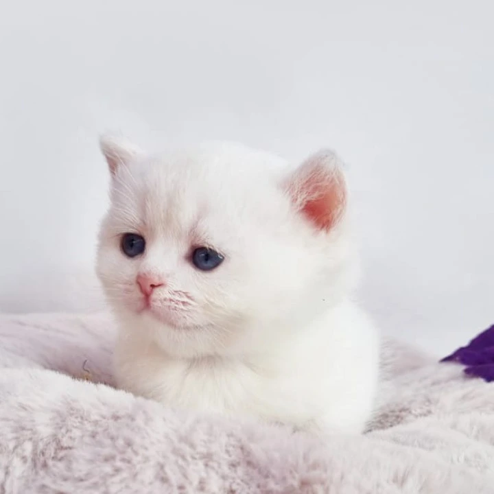 Eddy British Shorthair Kittens | Kitten for sale. 