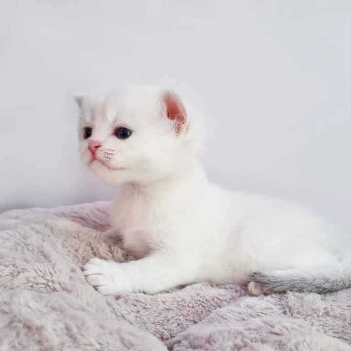 Eddy British Shorthair Kittens | Kitten for sale. 