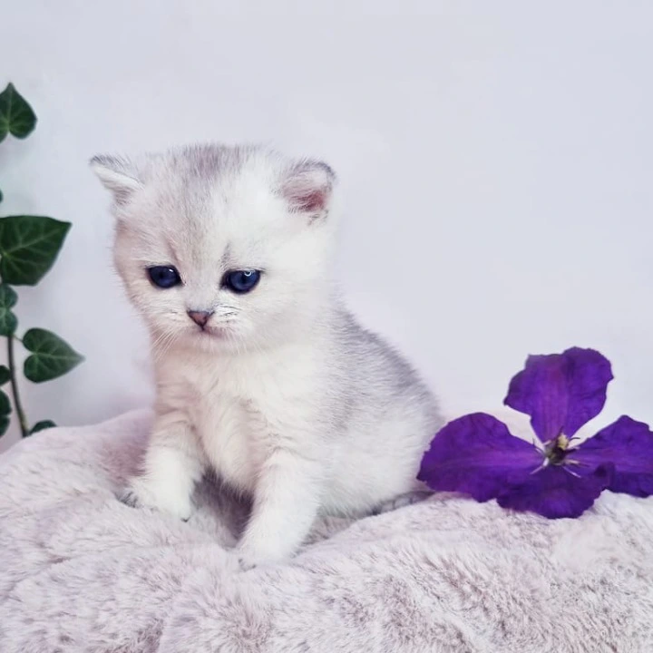 Dessy British Shorthair Kittens | Buy a kitten. 