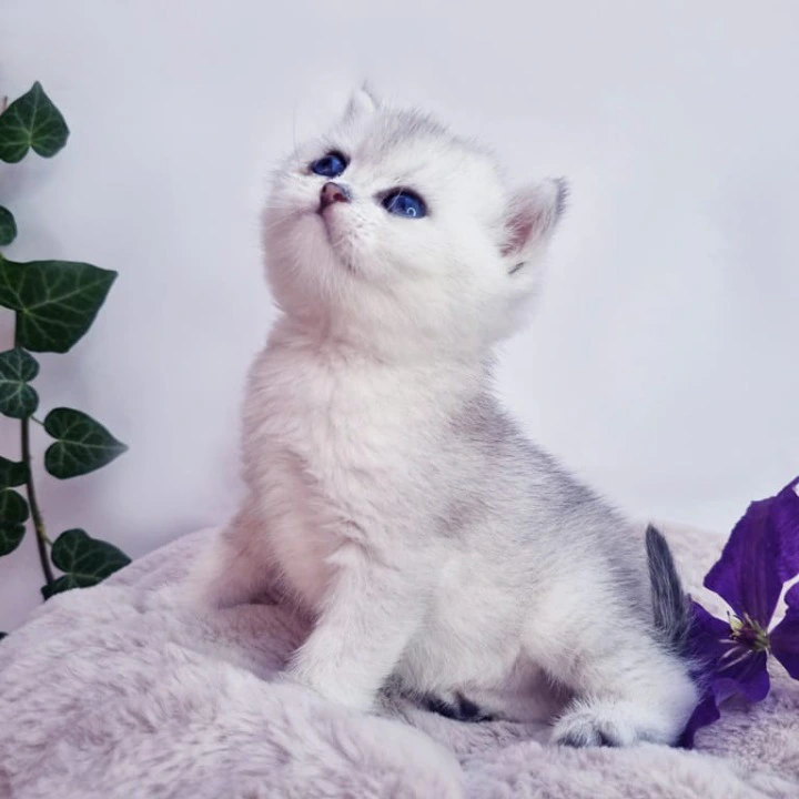 Dessy British Shorthair Kittens | Buy a kitten. 