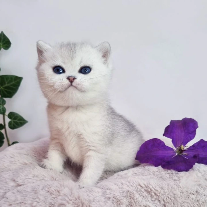 Dessy British Shorthair Kittens | Buy a kitten. 