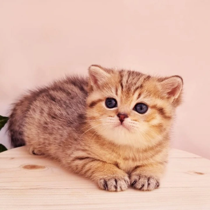 Chappy British Shorthair Kittens | Kittens for sale. 