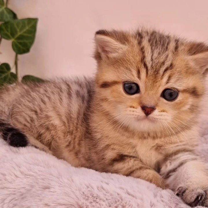 Chappy British Shorthair Kittens | Kittens for sale. 