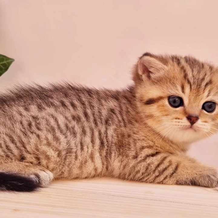 Chappy British Shorthair Kittens | Kittens for sale. 