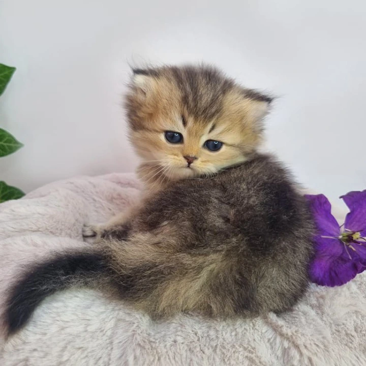 Klaus Longhair British Shorthair Kittens | Kitten for sale. 