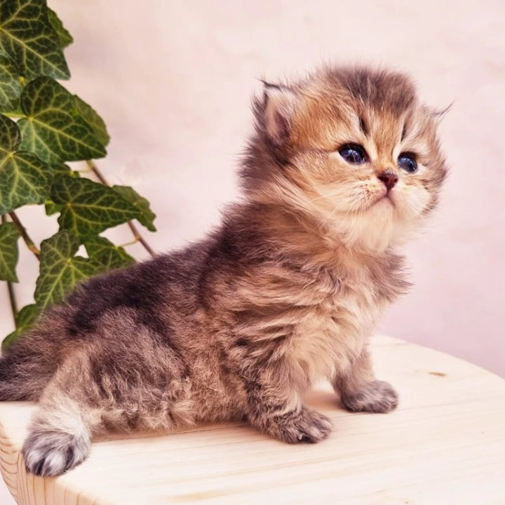 Klaus Longhair British Shorthair Kittens | Kitten for sale. 