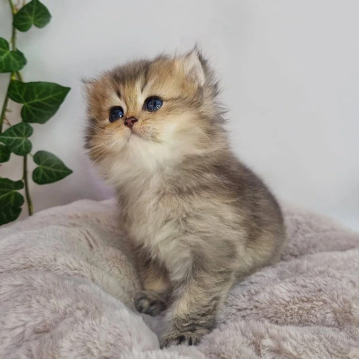 Klaus Longhair British Shorthair Kittens | Kitten for sale. 
