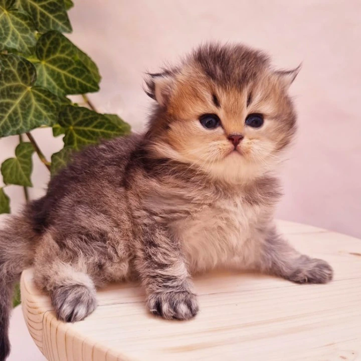 Klaus Longhair British Shorthair Kittens | Kitten for sale. 