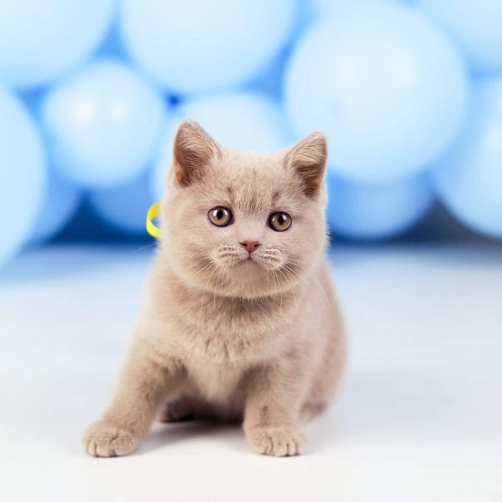 Zoia British Shorthair Kittens | Large selection of kittens. 