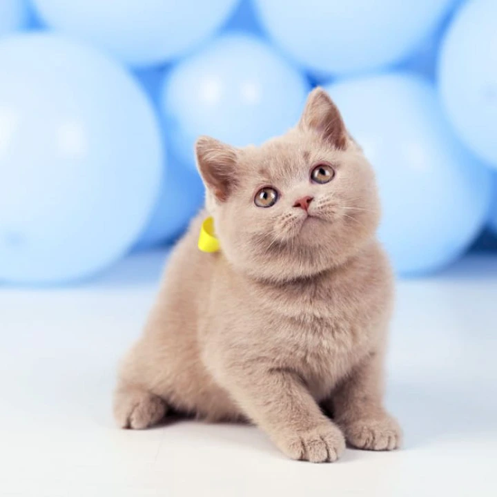 Zoia British Shorthair Kittens | Large selection of kittens. 