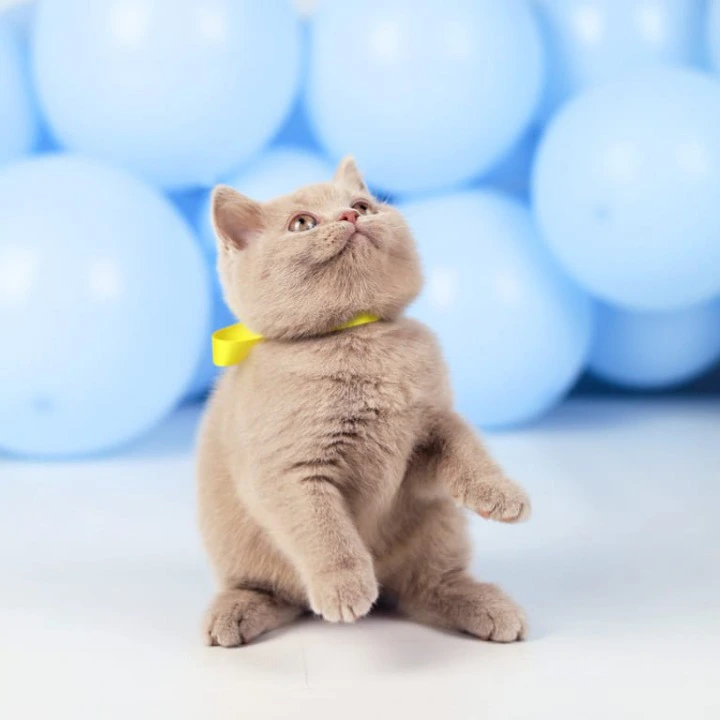 Zoia British Shorthair Kittens | Large selection of kittens. 