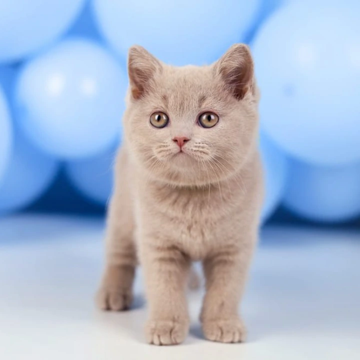 Zoia British Shorthair Kittens | Large selection of kittens. 