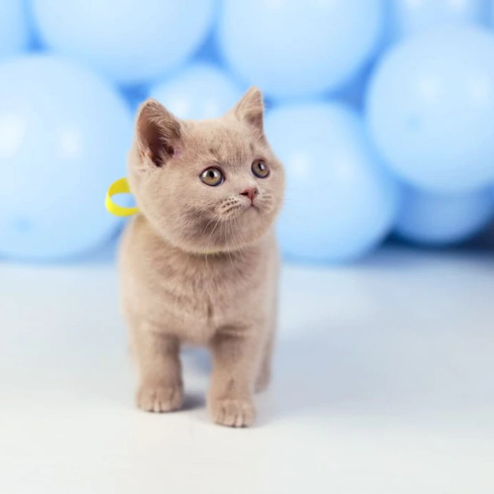 Zoia British Shorthair Kittens | Large selection of kittens. 