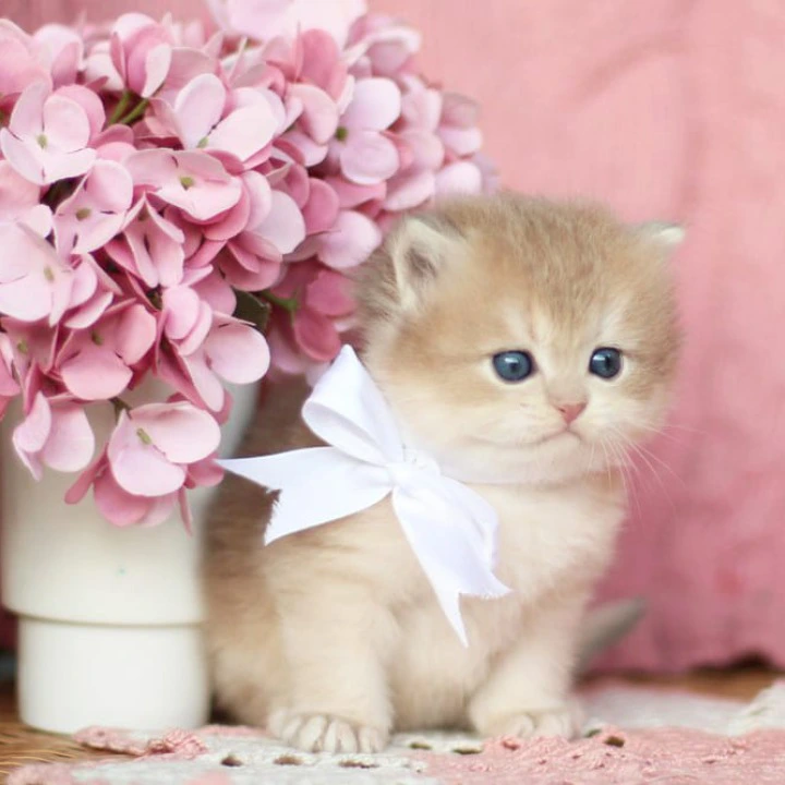 Olly Longhair British Shorthair Kittens | Kitten for sale. 