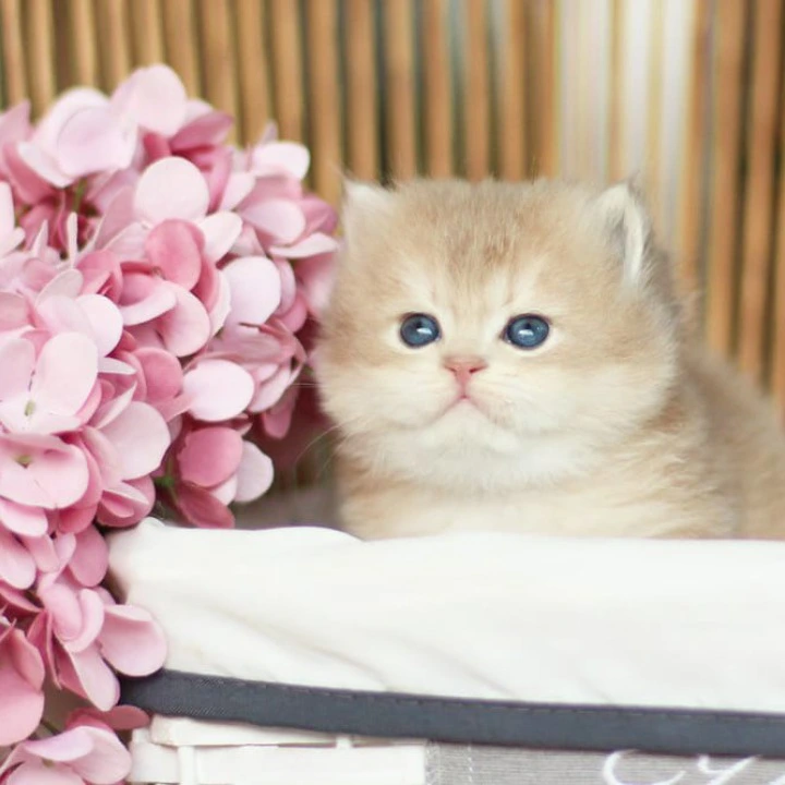 Olly Longhair British Shorthair Kittens | Kitten for sale. 